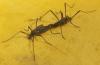 Molophilus ater